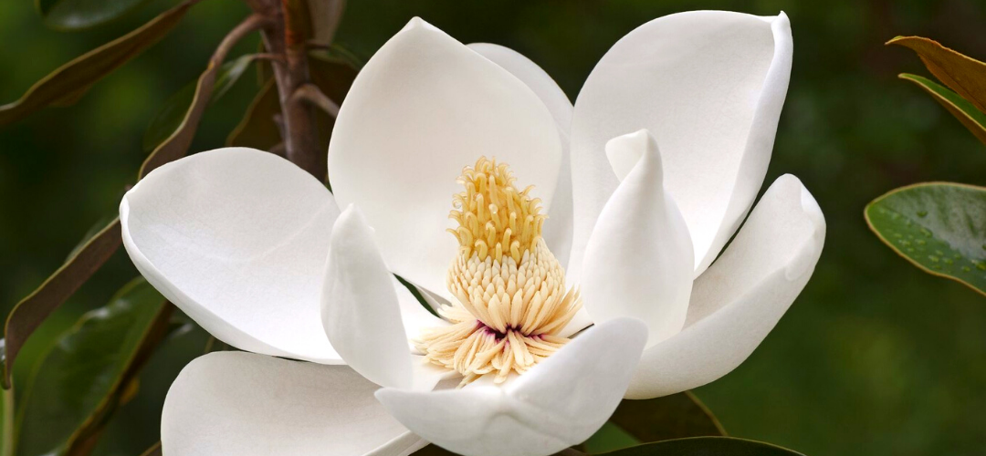 Magnolia Trees 7 Elegant Magnolias for Any Texas Landscape